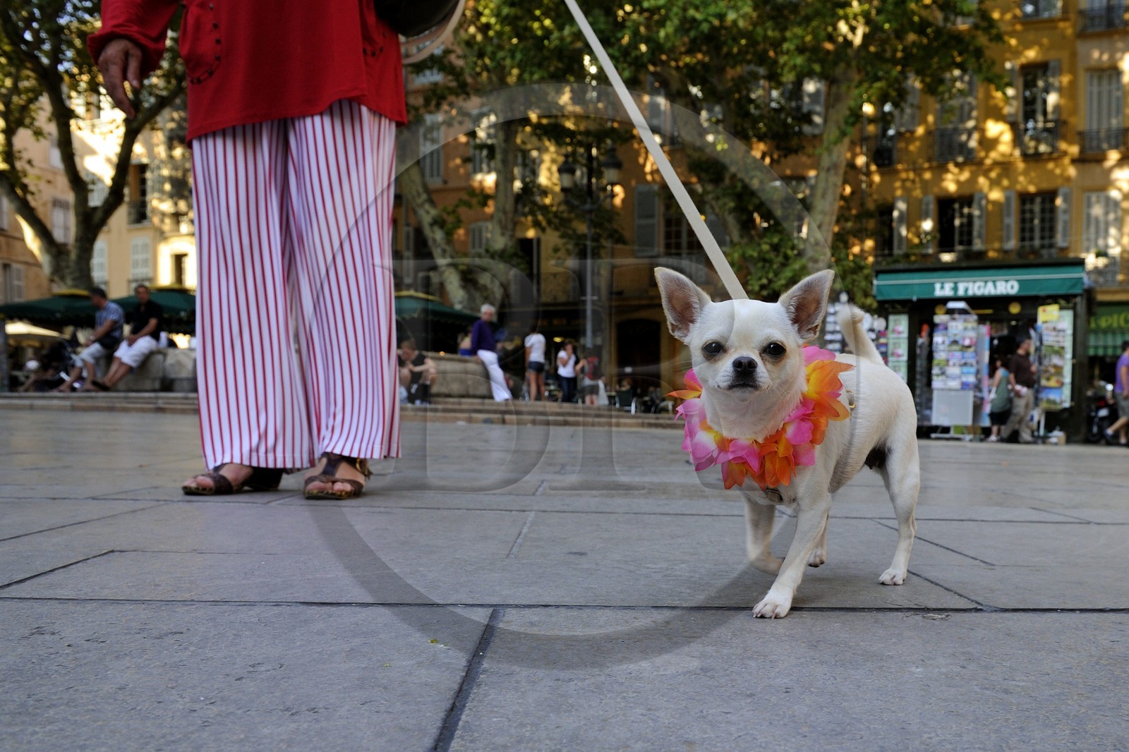 France, Bouches-du-Rhône (13), Aix-en-Provence, place de l'Hôtel de ville, Chihuahua à collier de fleur