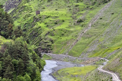 Géorgie, Kakheti, Parc national de Touchétie, vallée de la rivière Alazani dans les montagnes de Pirikiti, berger et son troupeau de moutons
