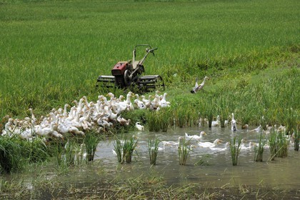 Vietnam, province de Ninh Binh, canards dans une rizière
