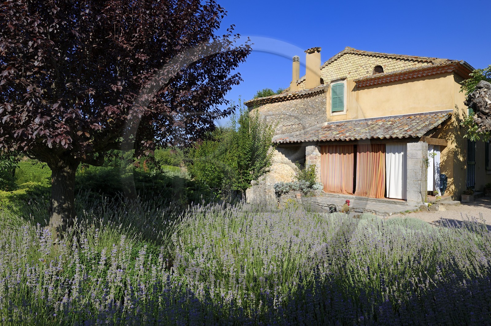France, Var (83), Provence Verte, Bras, vers Saint-Maximin-la-Sainte-Baume, la maison d'hôtes Le Peyrourier, une campagne en Provence