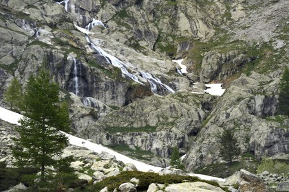 France, Alpes-Maritimes, parc national du Mercantour ( Mercantour national park), Haute-Vesubie, Gordolasque valley, Estrech cascade and a chamois on a snowfield