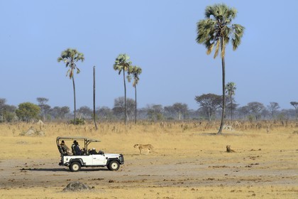 Zimbabwe, Matabeleland North Province, Hwange National Park, tourists in a four-wheel-drive watching a group of lions (Panthera leo)