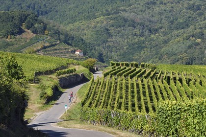 France, Haut-Rhin (68), Route des vins d'Alsace, la véloroute traverse le vignoble de Hunawihr