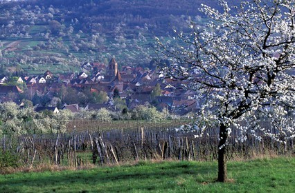 France, Bas Rhin, Rosheim, city in vineyards