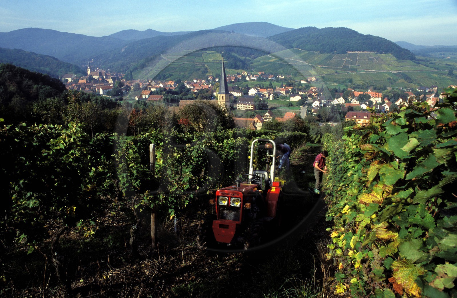 France, Haut-Rhin (68), Route des vins d' Alsace, Hunawihr, labellisé Les Plus Beaux Villages de France, vendanges et village au loin