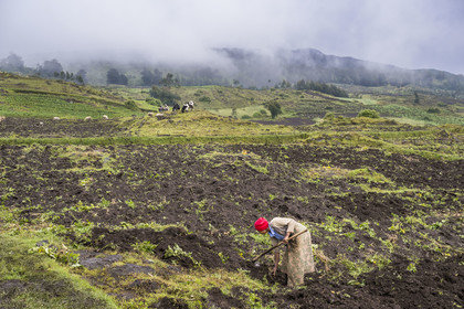 Rwanda, Province du Nord, District de Musanze (Ruhengeri), culture des champs sur les pentes volcaniques du mont Karisimbi dans les montagnes des Virunga en bordure du Parc national des Volcans (en arrière plan) où vivent les gorilles