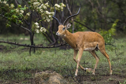 Rwanda, Parc national de l'Akagera, Impala (Aepyceros melampus) male