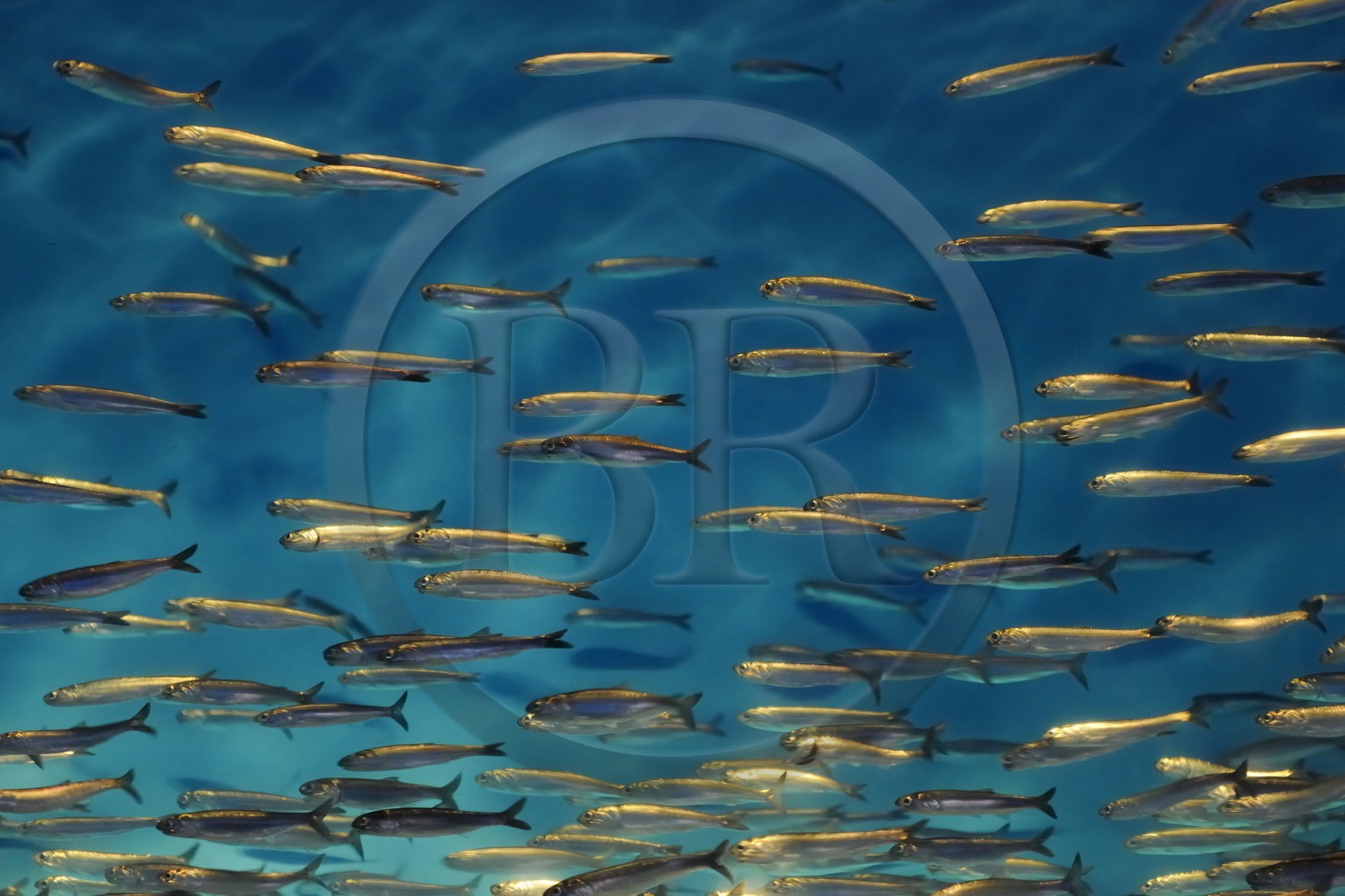 Etats-Unis, Californie, Monterey, le Monterey Bay Aquarium dans Cannery Row, banc d'anchois