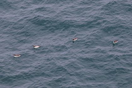 France, Côtes d'Armor (22), Grand Site de France Cap d'Erquy – Cap Fréhel, Plévenon, Cap Fréhel classé Natura 2000, Guillemot de Troïl (Uria aalge)