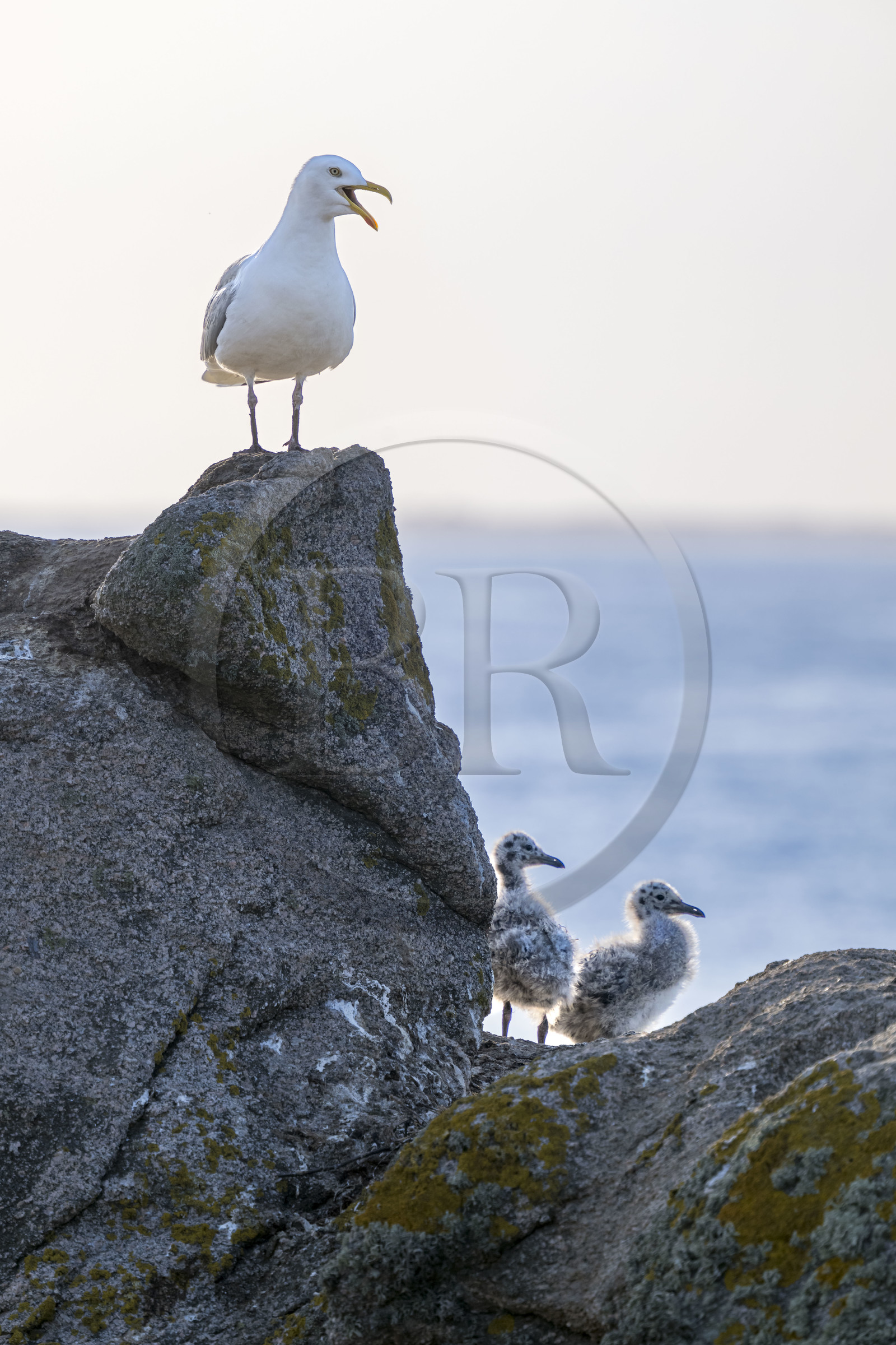 France, Finistère (29), Pays des Abers, Ile Vierge dans l'archipel de Lilia, de très nombreux goélands peuple l'île en période de nidification