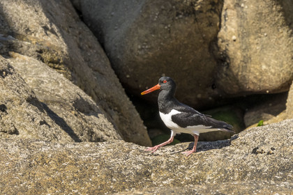 France, Finistère, Abers Country (Pays des Abers), Ile Vierge (Virgin Island) in the Lilia archipelago, oystercatcher (Haematopus ostralegus)