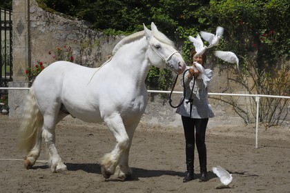 France, Loir et Cher (41), château de Chambord, spectacle d' Art équestre