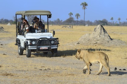 Zimbabwe, Matabeleland North Province, Hwange National Park, tourists in a four-wheel-drive watching a lion (Panthera leo)