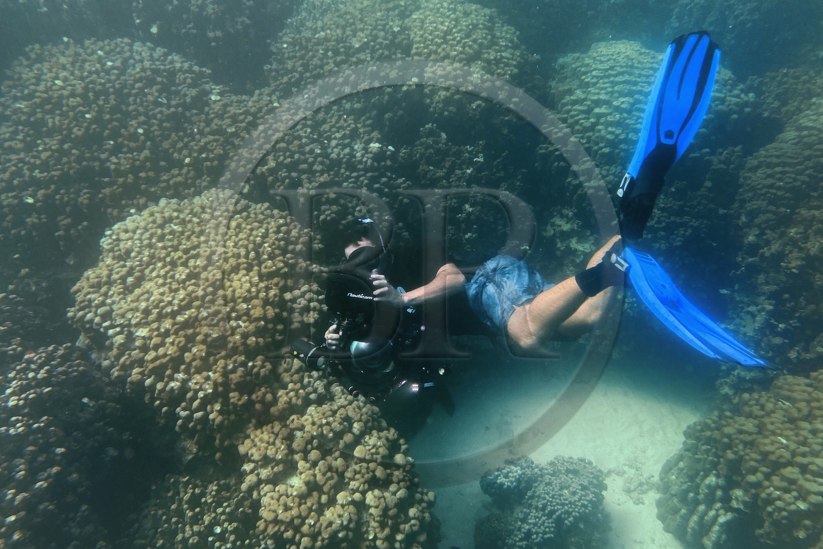 Sultanat d'Oman, gouvernorat de Mascate, réserve naturelle des Iles Daymaniyat, le plongeur photographe et réalisateur de films Darryl MacDonald dans le récif corallien