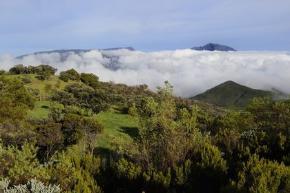 France, Reunion island (French overseas department), the Plaine des Cafres at the foot of the slopes of the volcano Piton de la Fournaise and former Piton des Neiges volcano in the background