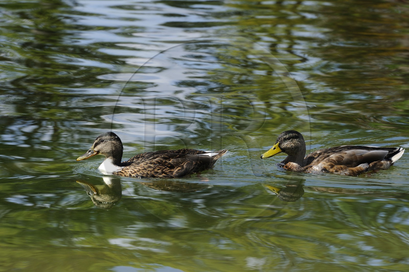 France, Paris (75), le Bois de Boulogne, canards sur le Lac Inférieur