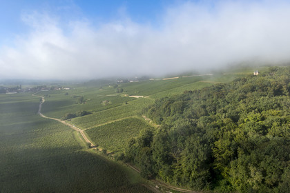 France, Cote d'Or, cultural Landscape of the climates of Burgundy listed as World Heritage by UNESCO, Route des Grands Crus (road of Vintage Wines), vineyard of the Côte de Nuits at Gevrey Chambertin under the early morning mists