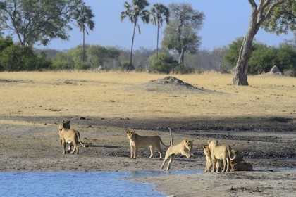 Zimbabwe, Matabeleland North Province, Hwange National Park, group of lions (Panthera leo) around a pond
