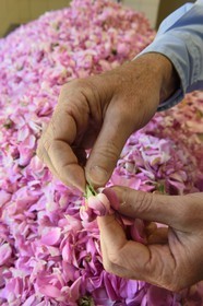 France, Alpes-Maritimes, Pont du Loup at Tourrettes-sur-Loup, Confiserie Florian, sorting works of rose petals