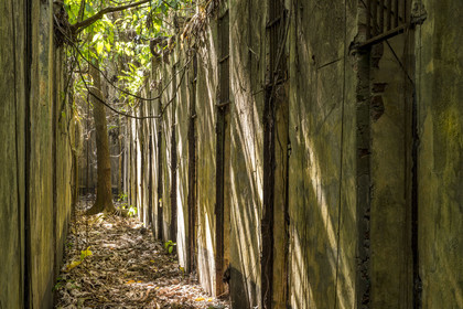 France, Guyane, Kourou, Iles du Salut, l'Ile Saint-Joseph, ruine du bagne consacré à la réclusion des prisonniers les plus difficiles