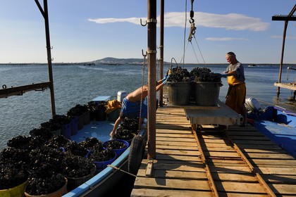France, Hérault (34), Bouzigues, étang de Thau, exploitation conchylicole de la famille Benezech au lieu dit La Catonnière face au Mont Saint-Clair, déchargement des moules
