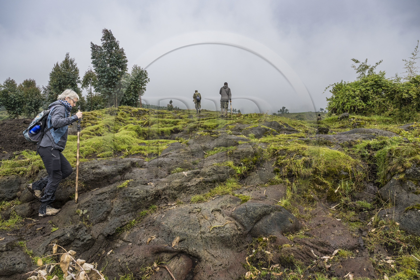 Rwanda, Province du Nord, District de Musanze (Ruhengeri), garde et pisteur du Parc accompagnant une randonneuse sur les pentes volcaniques du mont Karisimbi dans les montagnes des Virunga en bordure du Parc national des Volcans où vivent les gorilles