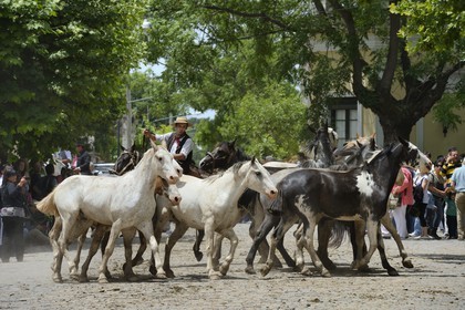 Argentine, province de Buenos Aires, San Antonio de Areco, fête du Jour de la Tradition (Dia de la Tradicion), gaucho présentant son troupeau de chevaux