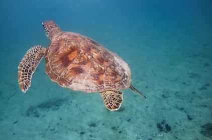 France, Ile de Mayotte, Grande-Terre, Kani-Keli, plage de N’Gouja, tortue (de mer) verte (Chelonia mydas)