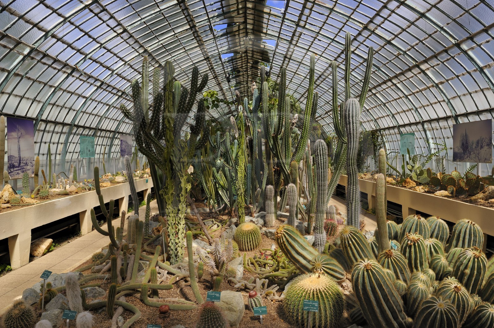 France, Paris (75),  Jardin des Serres d'Auteuil, serre des plantes succulentes