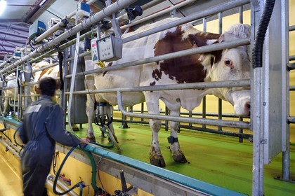 France, Cantal, Sainte-Marie, La Terrisse hamlet, montbéliarde dairy cow breeding from Cantagrel farm, the cows eating after the evening milking de la ferme de Cantagrel, le bouvier Alexandre installe la trayeuse sur les pis pour la traite du soir