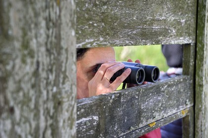France, Charente-Maritime (17), Rochefort, observation des oiseaux à la Station de Lagunage
