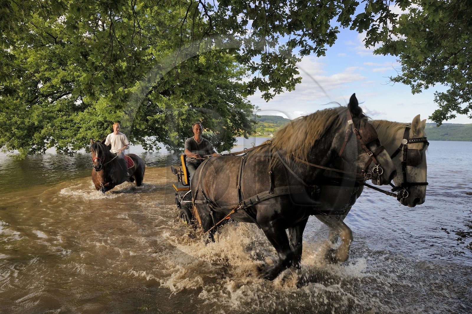 France, Nièvre (58), lac de Pannecière, Alain Perruchot agriculteur et éleveur de chevaux au commande de son attelage