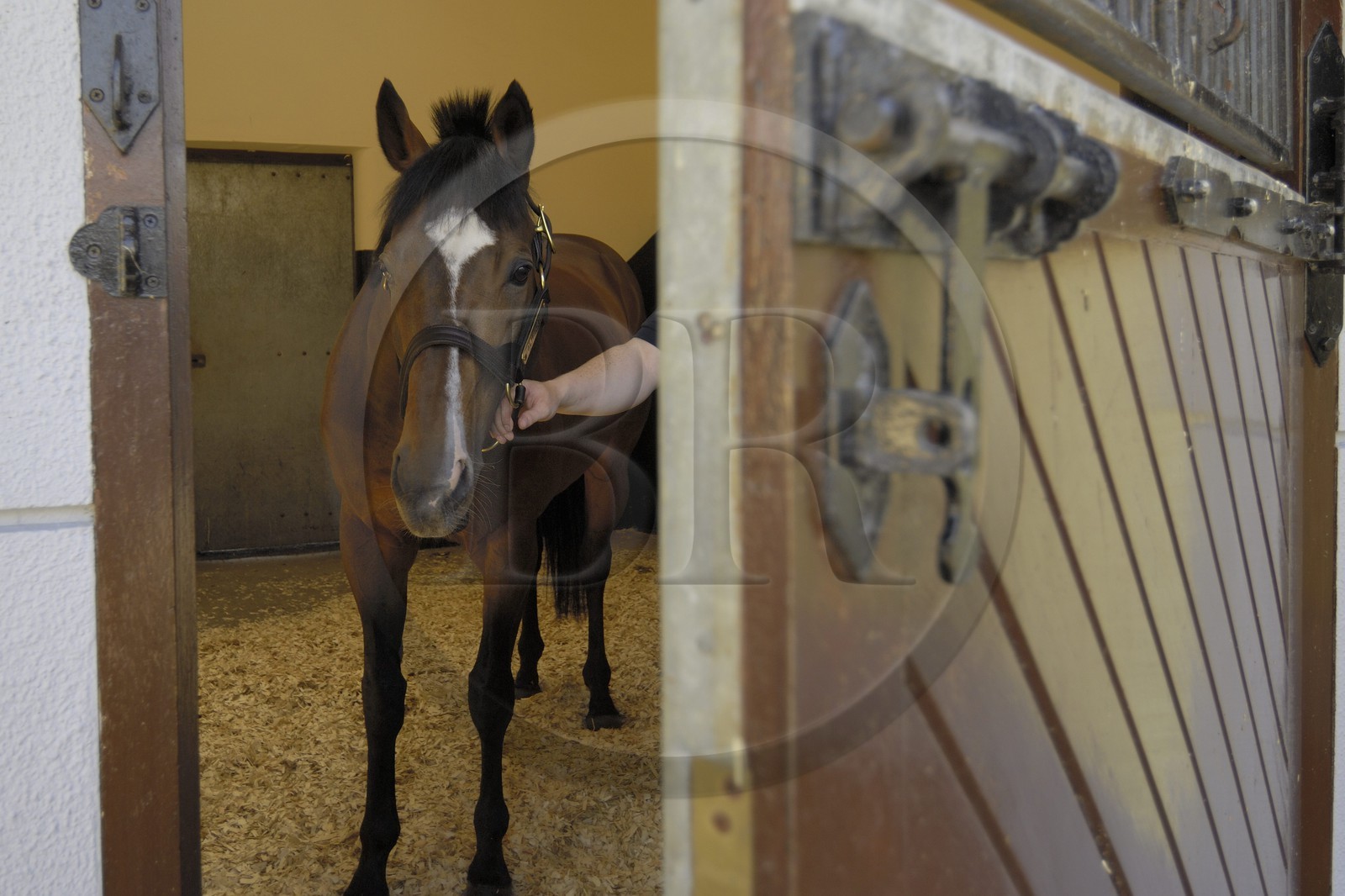 Irlande, Co. Kildare, Maynooth, harras de Derrinstown (Stud)