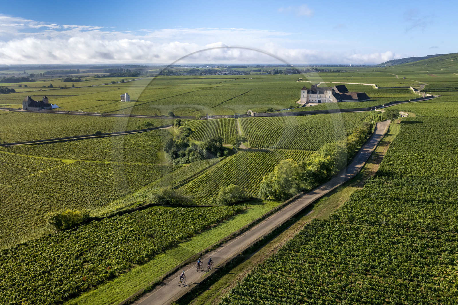 France, Côte-d'Or (21), Paysage culturel des climats de Bourgogne classés Patrimoine Mondial de l'UNESCO, Route des Grands Crus, vignoble de la Côte de Nuits, Vougeot, cyclistes sur une petite route menant au Chateau du Clos de Vougeot entouré par le vignoble (vue aérienne)