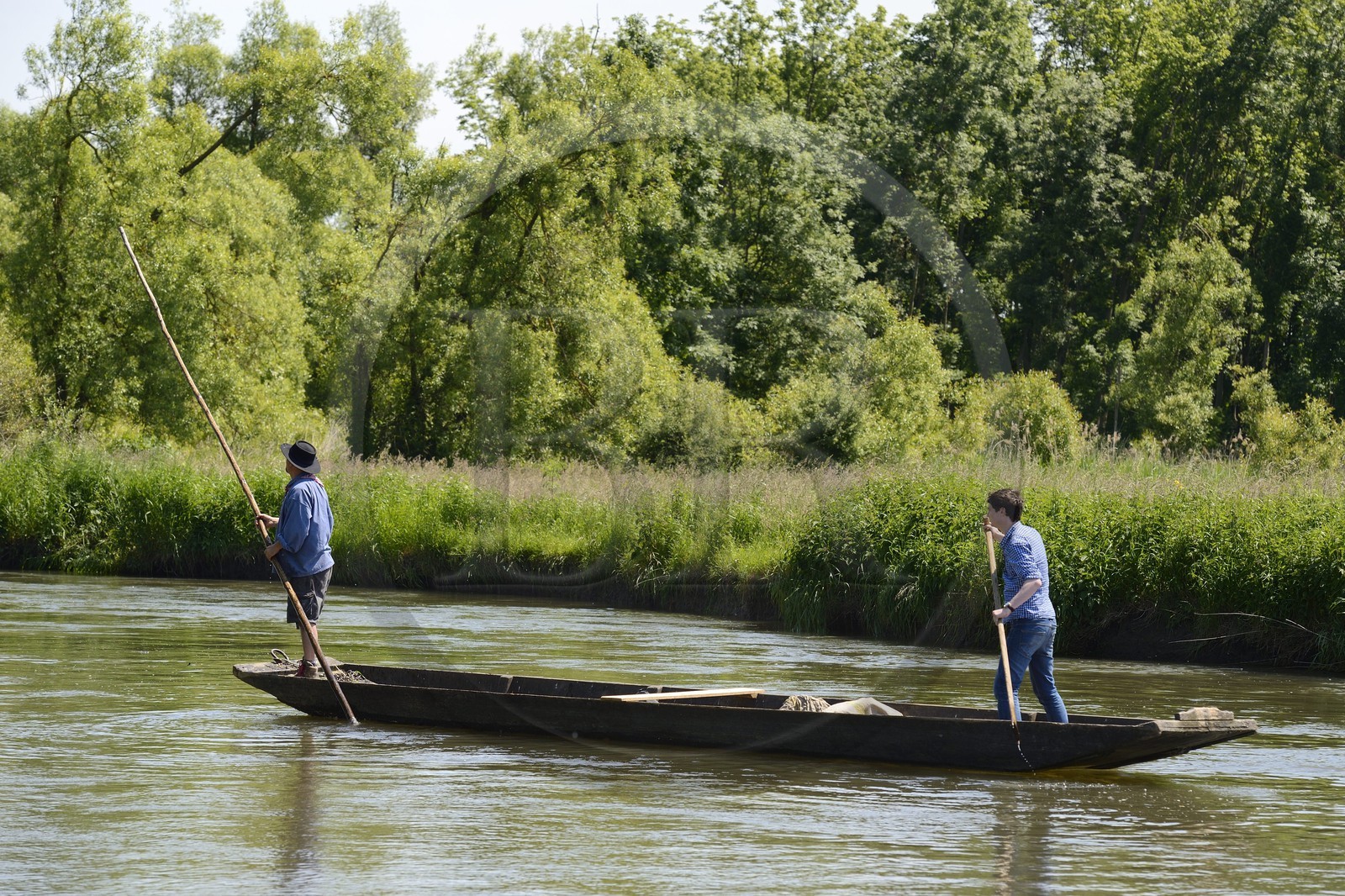France, Bas-Rhin (67), région d'Ebersmunster et Muttersholtz, le Grand Ried, le batelier Patrick Unterstock dans une barque à fond plat en bois sur la rivière l'Ill