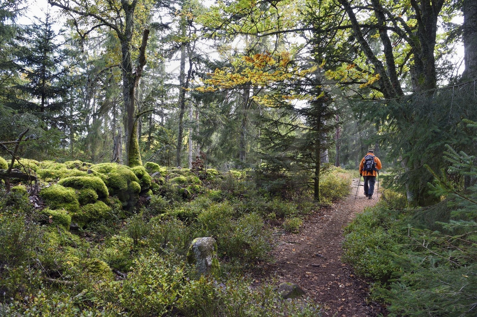 France, Haut-Rhin (68), Thannenkirch, randonnée dans le massif du Taennchel, le long du mur dit païen et datant probablement de l'époque médiévale