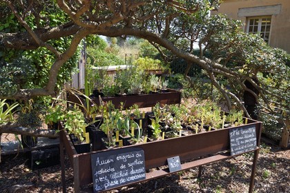 France, Var, Le Rayol Canadel sur Mer, Domaine du Rayol, Jardin des Mediterranees, Conservatoire du Littoral Estate compulsory mention, the production nursery offers visitors to leave with a souvenir of the Garden
