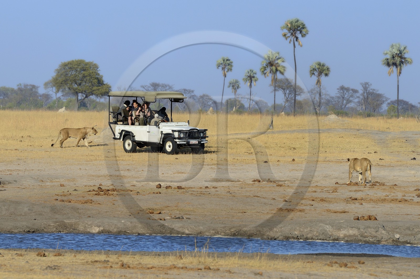 Zimbabwe, Matabeleland North Province, Hwange National Park, tourists in a four-wheel-drive watching a group of lions (Panthera leo)