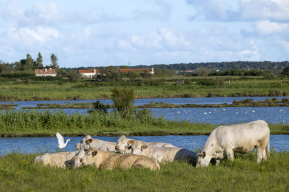 France, Vendée (85), Talmont-Saint-Hilaire, aigrette garzette et troupeau de vaches en bordure des anciens marais salants de la Guittière