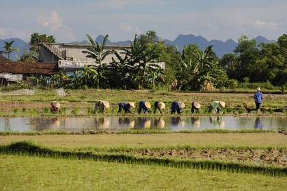 Vietnam, Ninh Binh province, transplanting rice in a ricefield