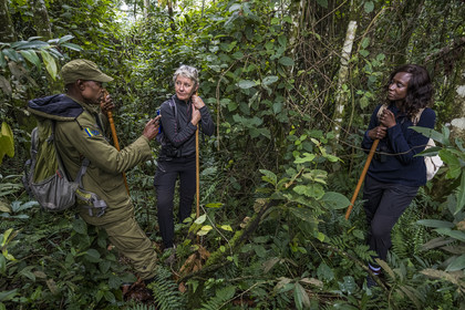 Rwanda, Province de l’Ouest, Gisakura, Parc national de Nyungwe, le garde de African Parks Claver Mtoyinkima guidant des touristes sur la piste des Colobes de Ruwenzori (Colobus angolensis ruwenzorii) pendant un safari à pied dans la forêt tropicale humide naturelle