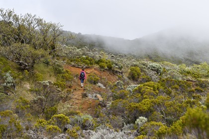 France, Ile de la Reunion, Parc National de la Réunion classé Patrimoine Mondial de l'UNESCO, sur les pentes du volcan de Piton de la Fournaise, randonnée du sentier entre le Piton Textor au Piton Argamasse