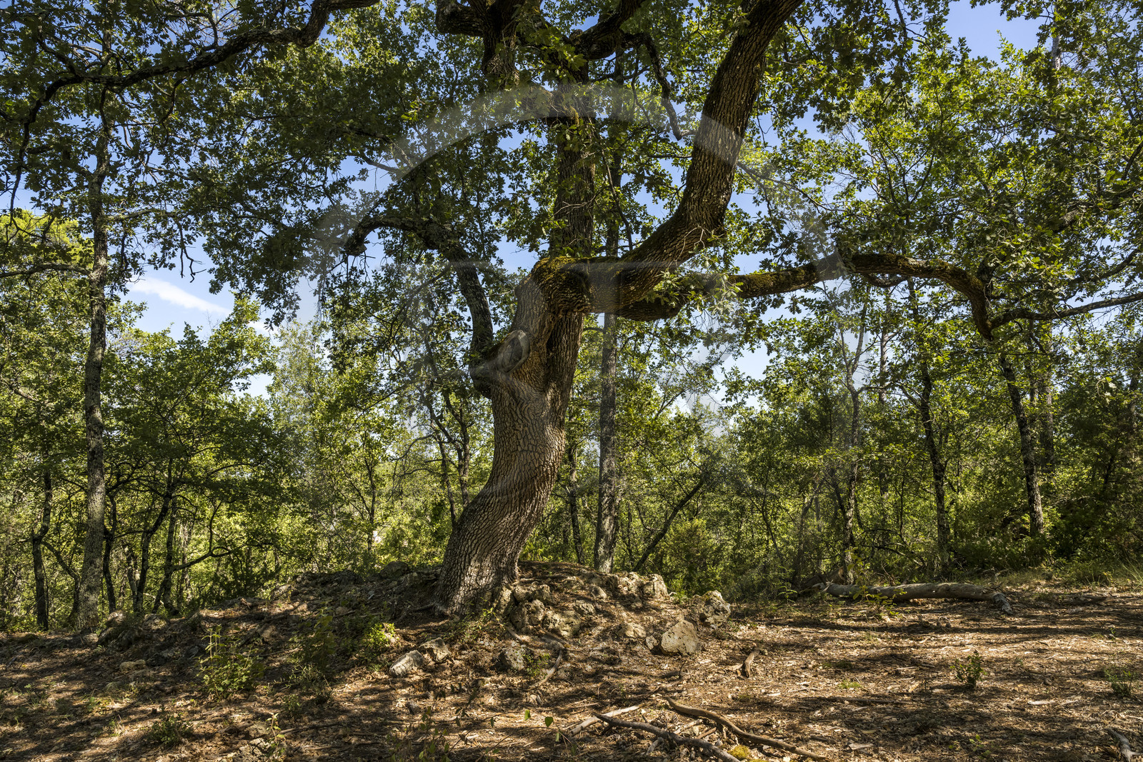 France, Var (83), Provence Verte, Bras, Académie du Bain de Forêt Provençale, forêt du domaine Le Peyrourier - une campagne en Provence