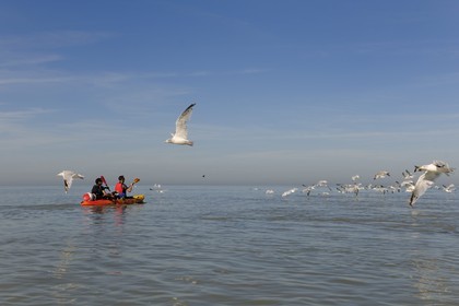 France, Manche, crossing the Bay of Mont Saint Michel in kayak and seagulls flying