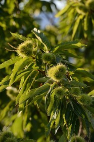 France, Ardeche, Sanilhac,  chestnut tree at the Tour de Brison
