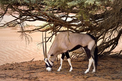 Namibie, région d'Hardap, désert du Namib, parc national du Namib-Naukluft, Erg du Namib classé Patrimoine Mondial de l'UNESCO, dunes de Sossusvlei, oryx gazelle ou gemsbok (Oryx gazella)