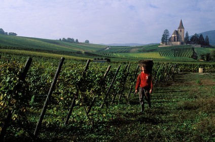 France, Haut Rhin, church in the middle of the Hunawhir vineyards