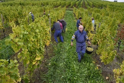 France, Bas Rhin, the Alsace Wine Route, Mittelbergheim, labelled Les Plus Beaux Villages de France (The Most Beautiful Villages of France), handpicking the field of Wittmann