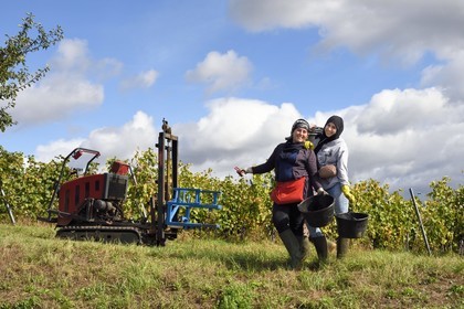 France, Haut-Rhin (68), Route des vins d'Alsace, Bergheim, Domaine viticole Marcel Deiss, vendangeuses
