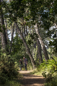 France, Cotes d'Armor, Grand Site de France Cap d'Erquy – Cap Frehel, Sables-d'Or-les-Pins at Frehel, hikers on the GR34 hiking trail in the oak and pine forest east of Sables d'Or